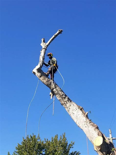 joshua tree service cape coral.